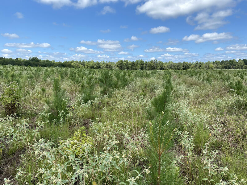 Empowering Applied Stewardship in Louisiana and Beyond